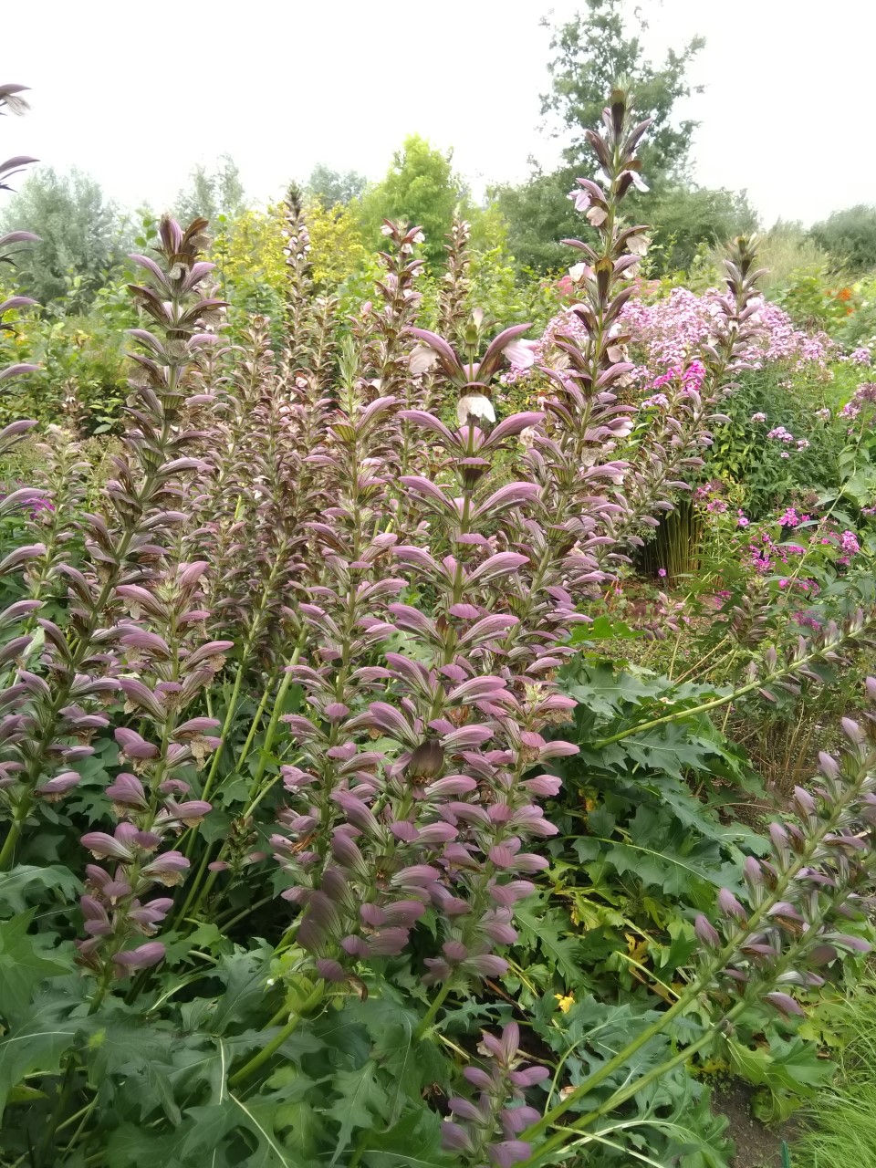 acanthus-mollis