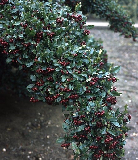 crataegus-grignonensis