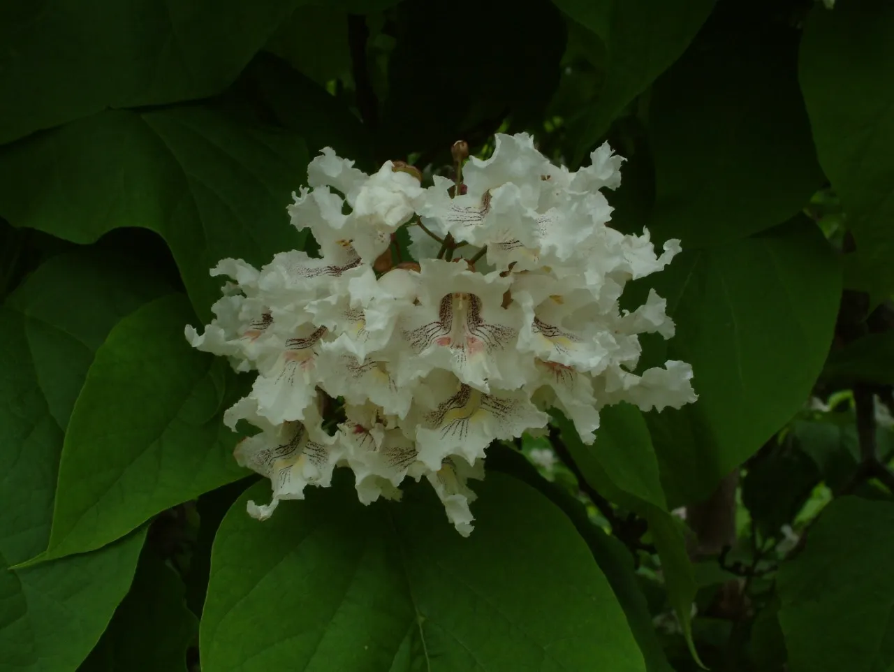 Catalpa spesiosa 'Frederik'