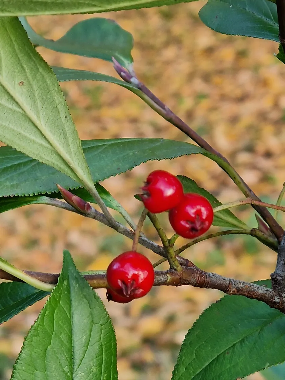 Aronia arbutifolia 'Brilliant'