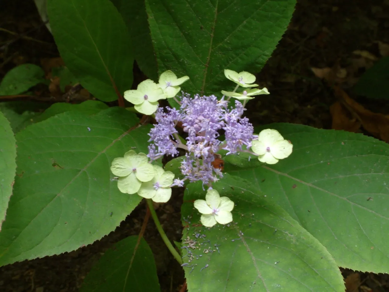 Hydrangea involucrata 'Viridescens' : C2 : 20-25