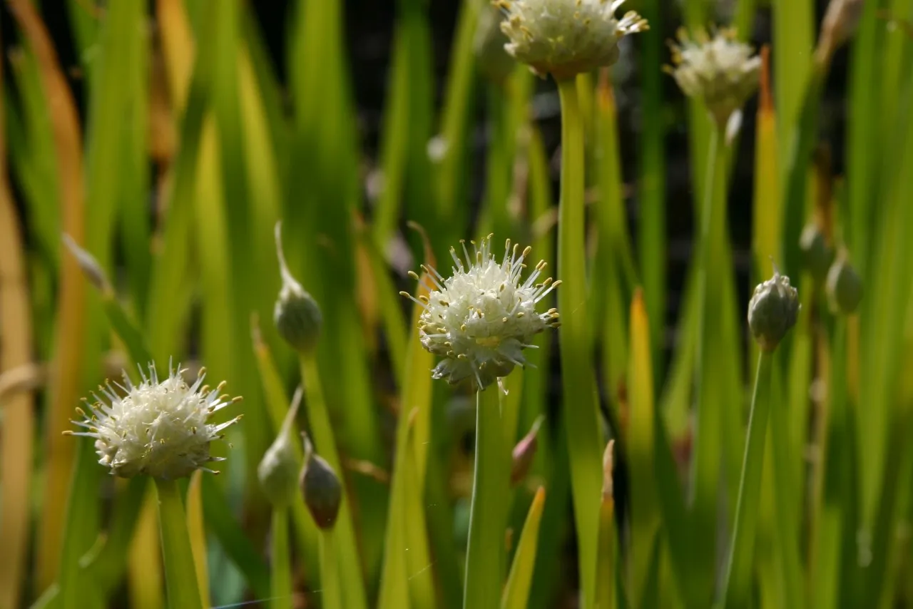 Allium fistulosum