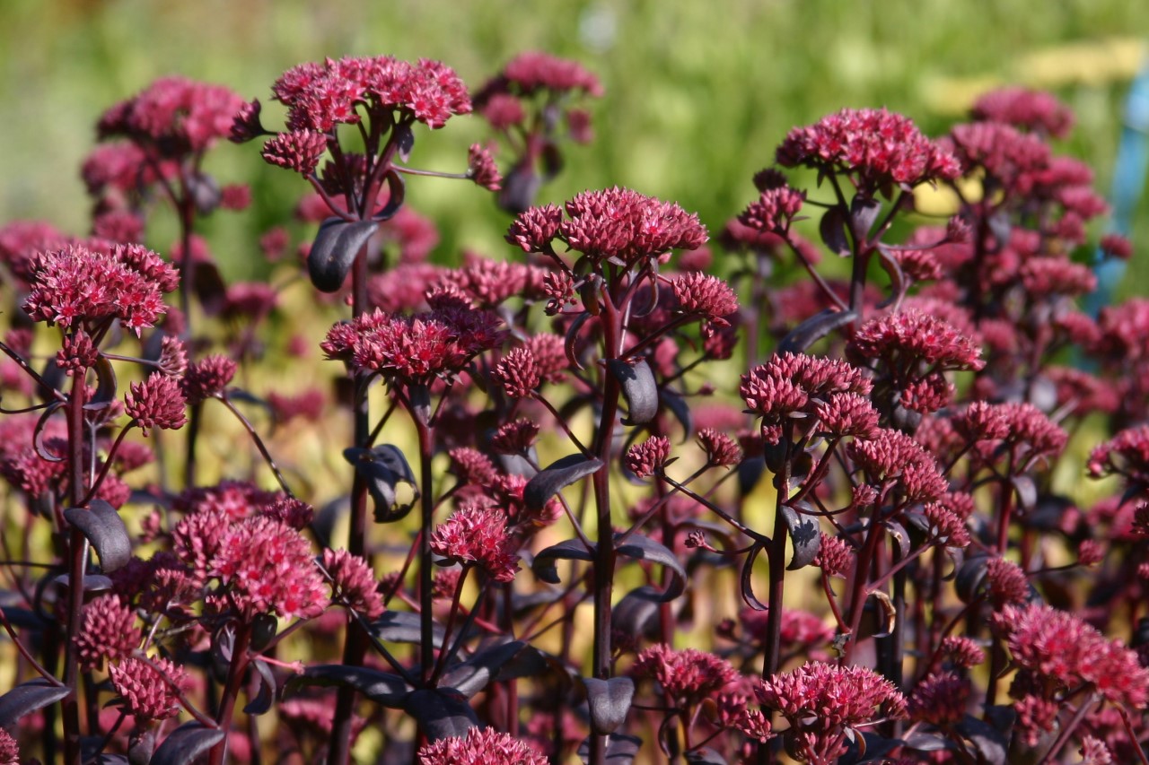 sedum-purple-emperor