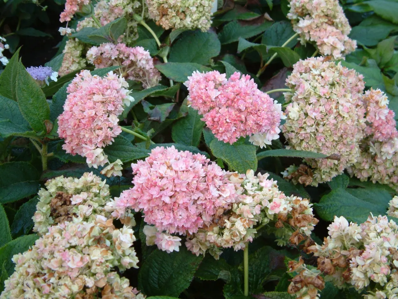 Hydrangea involucrata 'Yokudanka'