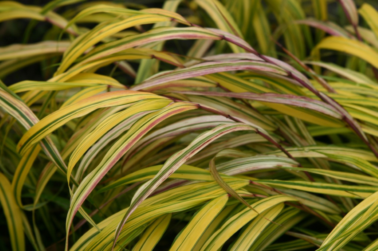 hakonechloa-macra-aureola