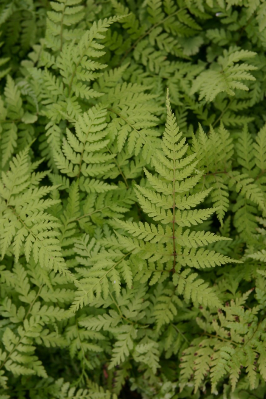 athyrium-vidalii