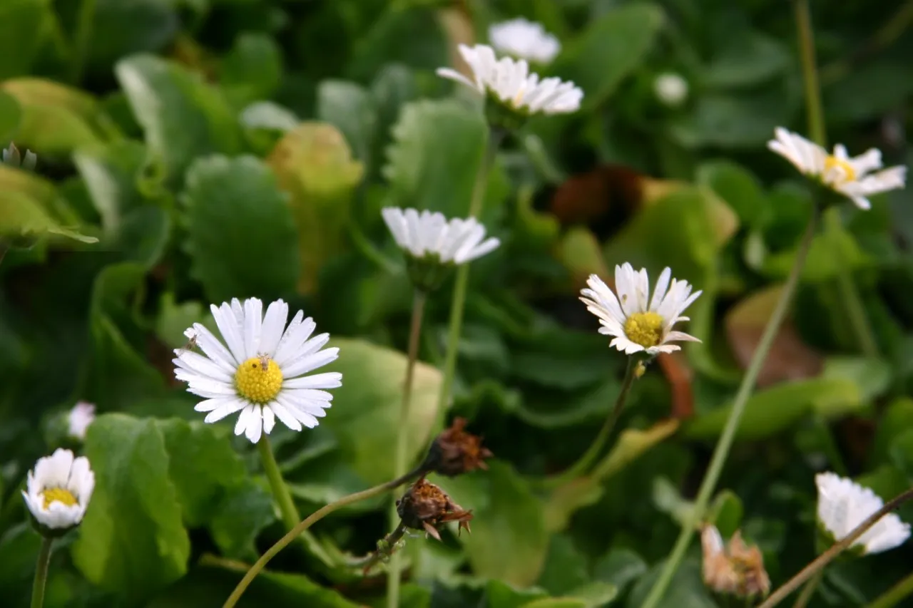 Bellis perennis
