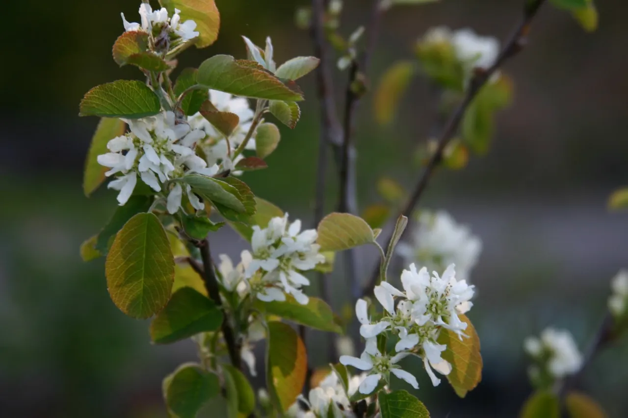 Amelanchier alnifolia 'Krasnojarskaja'