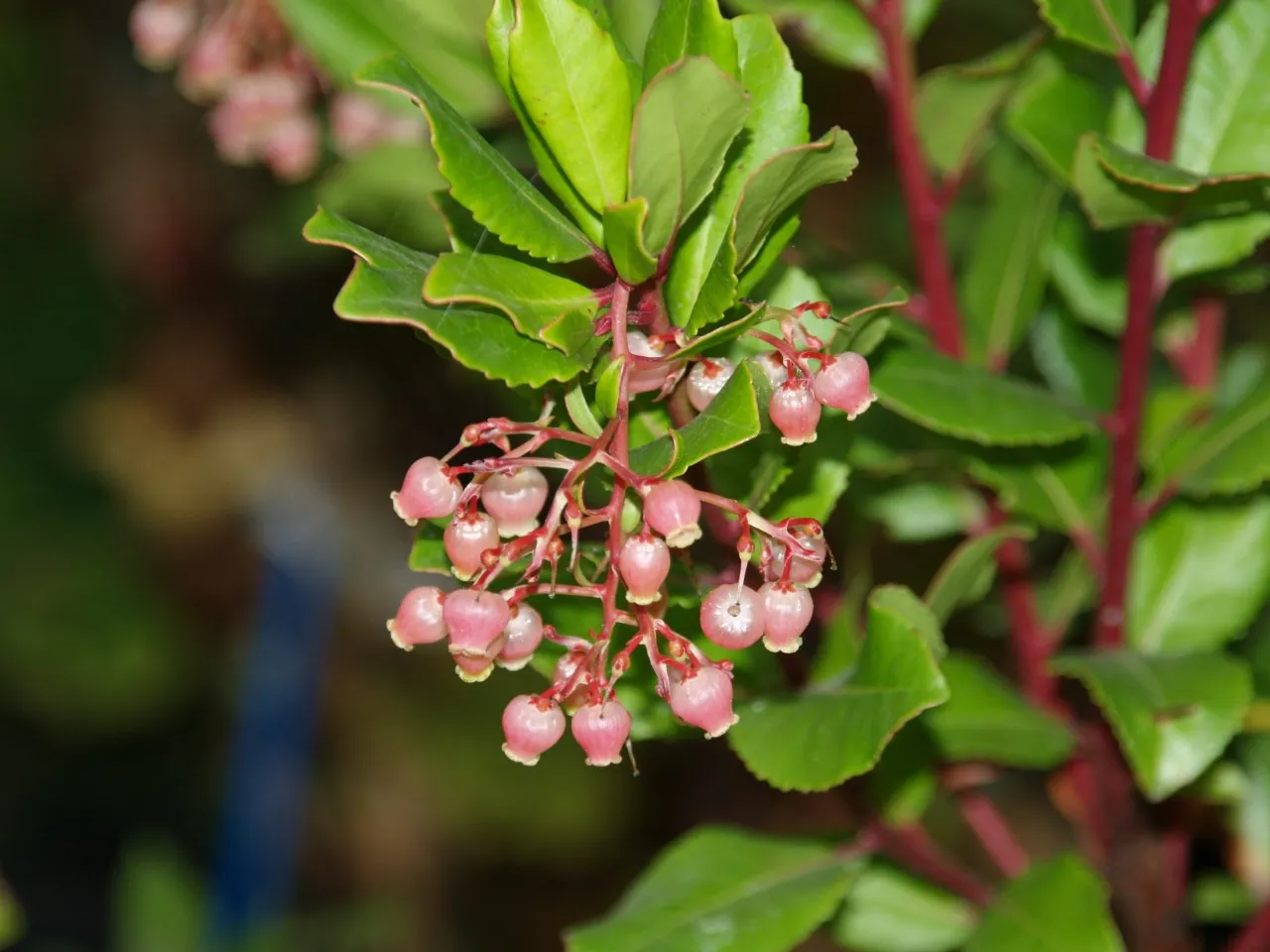 Arbutus unedo 'Rubra'