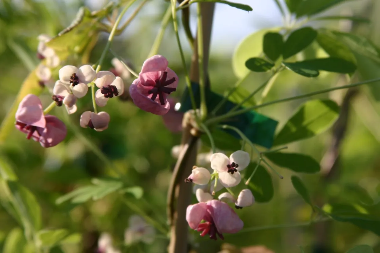 Akebia quinata 'White Chocolate'