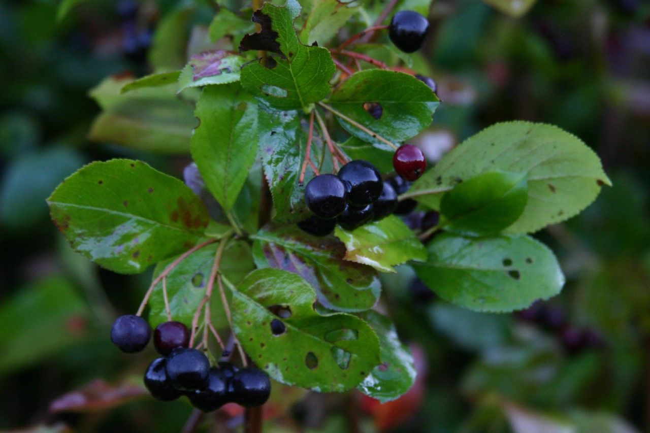 aronia-prunifolia-aron