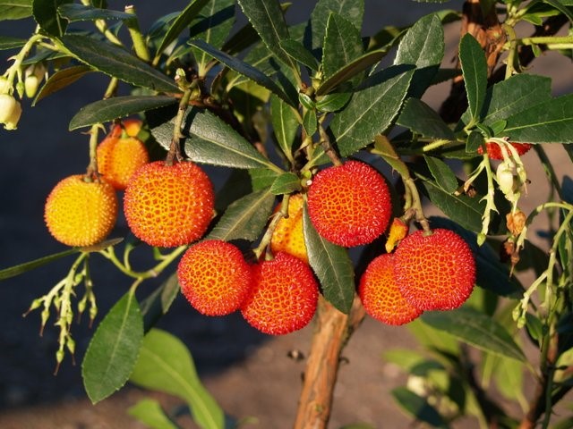 arbutus-unedo-atlantic