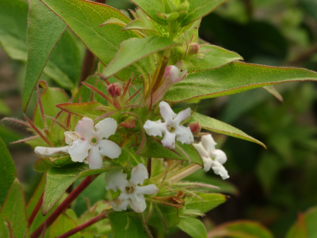 abelia-triflora