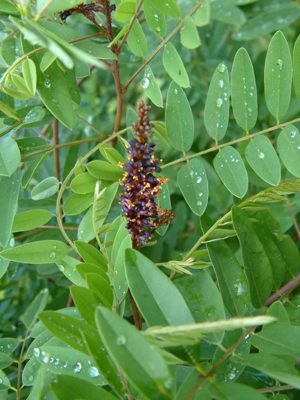 Amorpha fruticosa