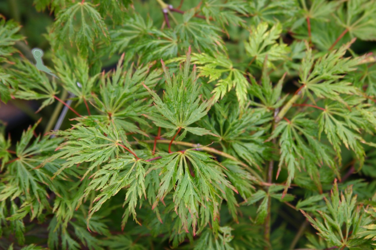 acer-palmatum-dissectum