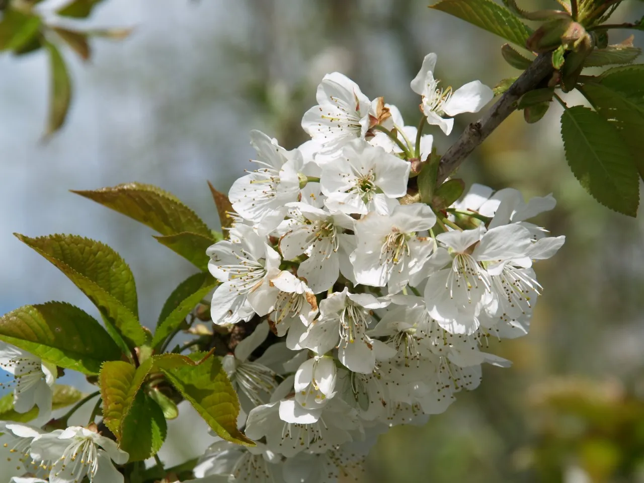 Prunus avium 'Sunburst' : C3 : 125-150 : onderstam Prunus 'Colt'