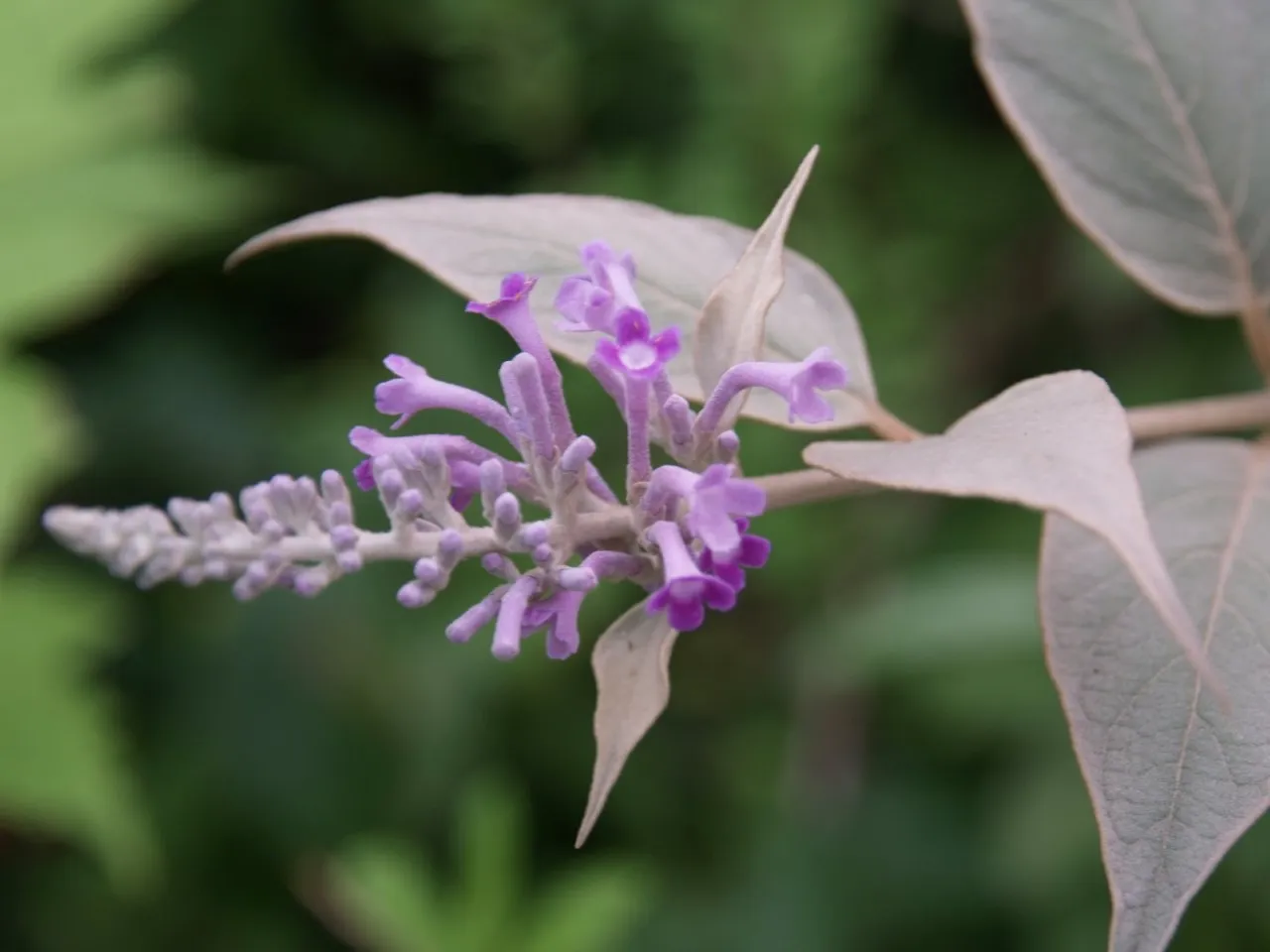 Buddleja curviflora