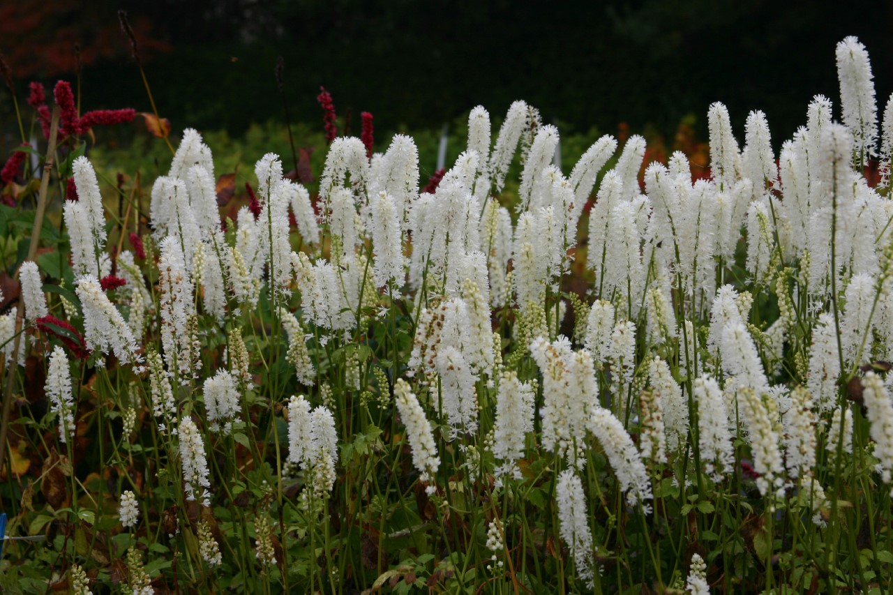 actaea-simplex-white-pearl