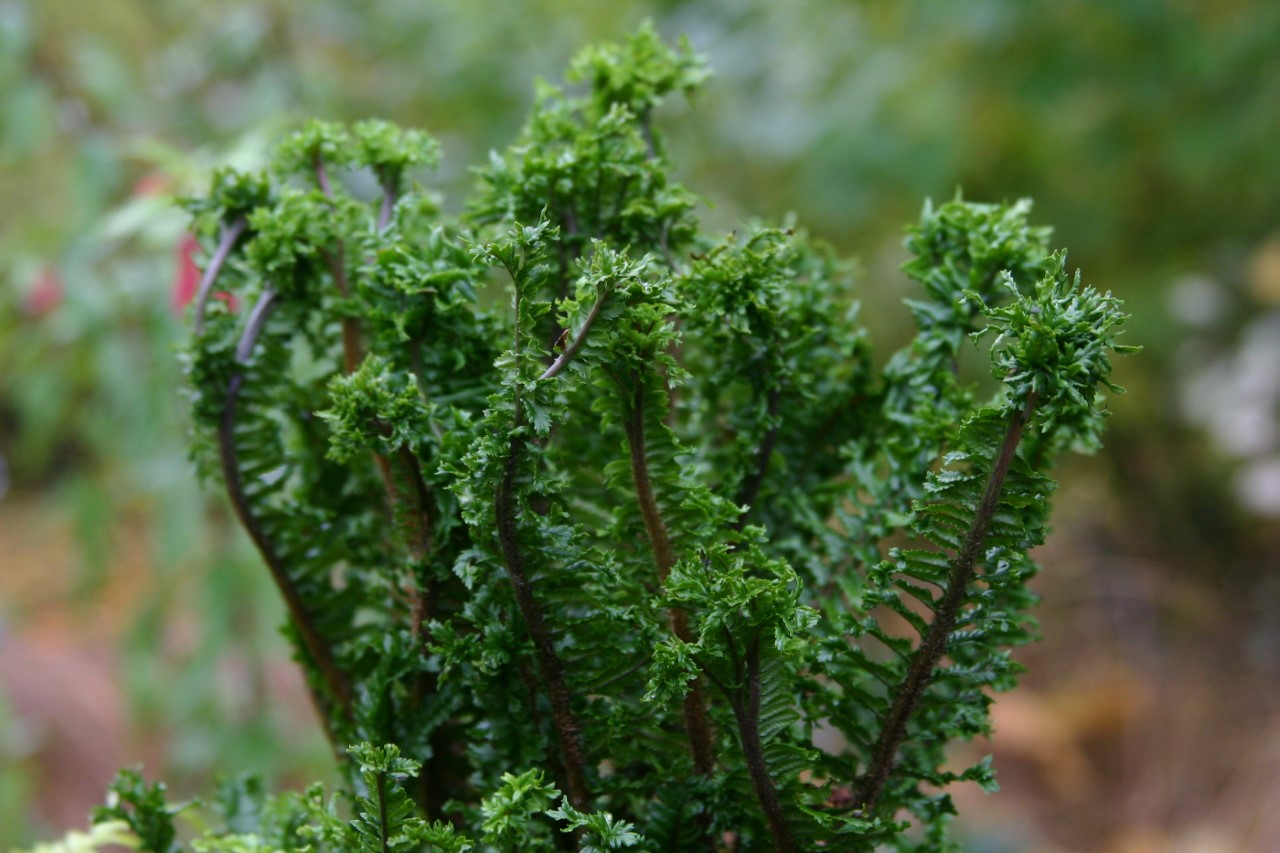 dryopteris-affinis-crispa-congesta-grandiceps