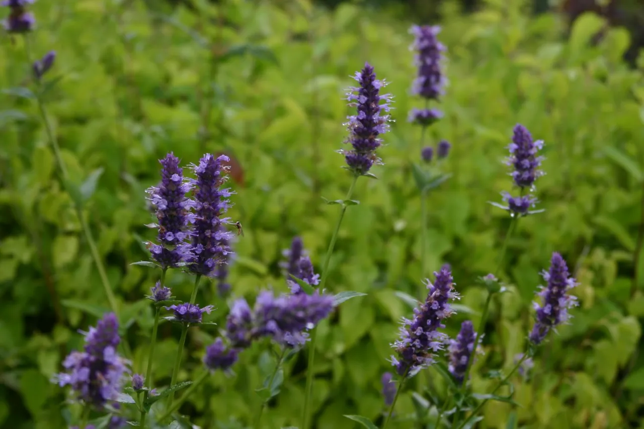 Agastache foeniculum